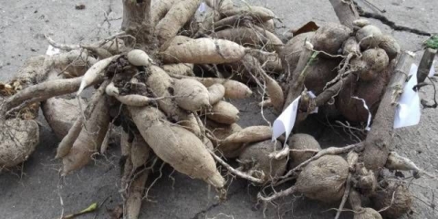Kako sačuvati dalije zimi kod kuće